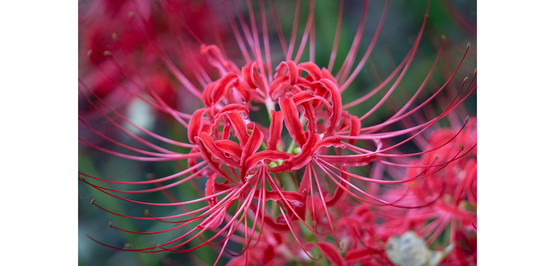 郷土の森 曼珠沙華まつり　赤い曼珠沙華