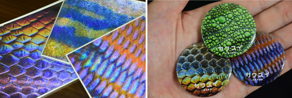 カワスイ　アグア・ラボ特別展「生きものの色彩美」の缶バッジ