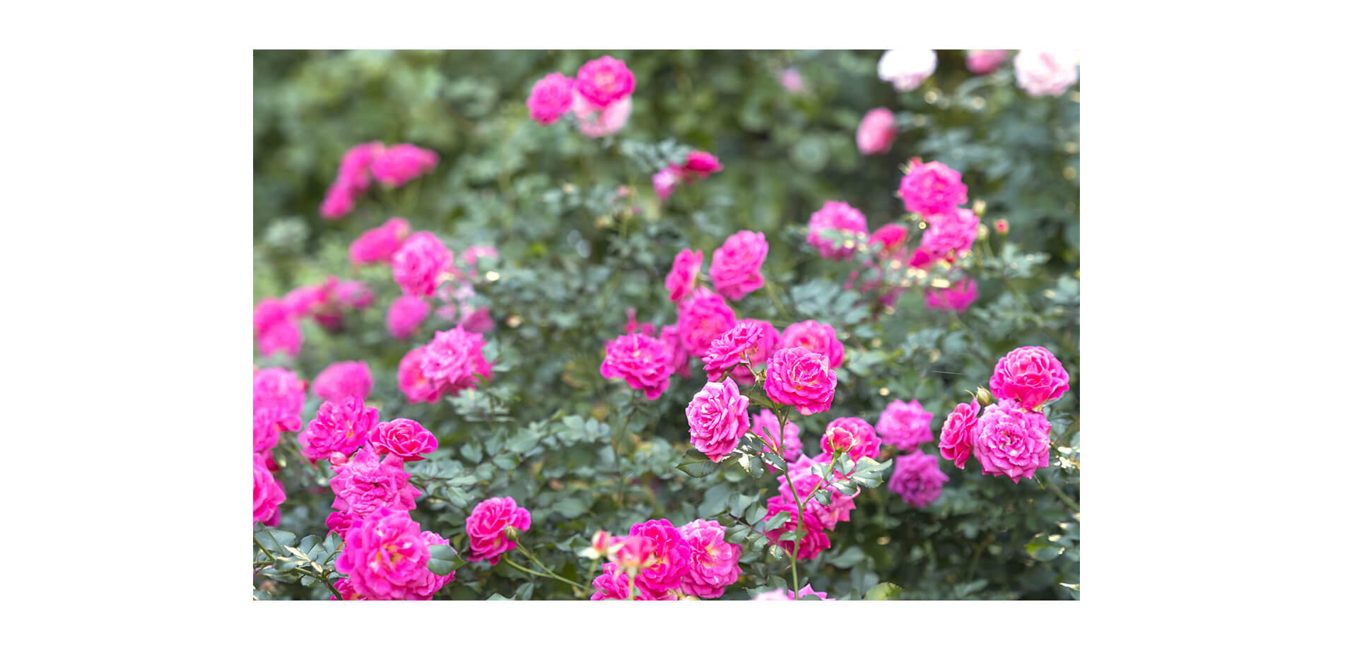 2025オータムフェスティバル ピンクの秋バラ