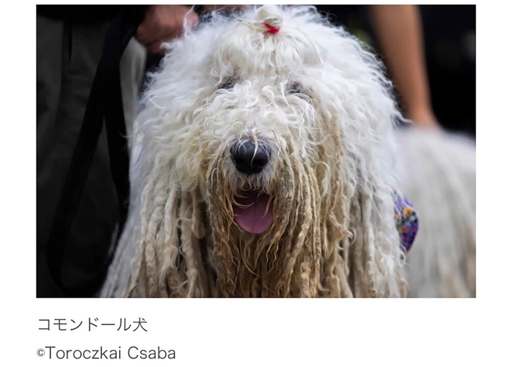 ハンガリーフェスティバル 2025 犬