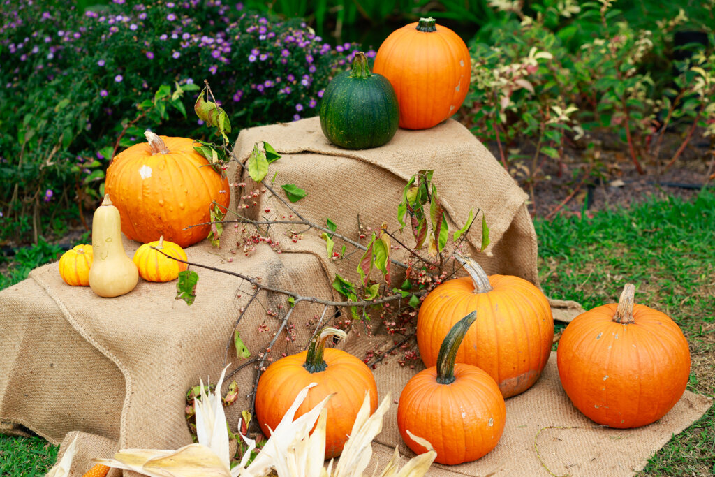 麻布台ヒルズ「やきいも広場」　かぼちゃフォトスポット