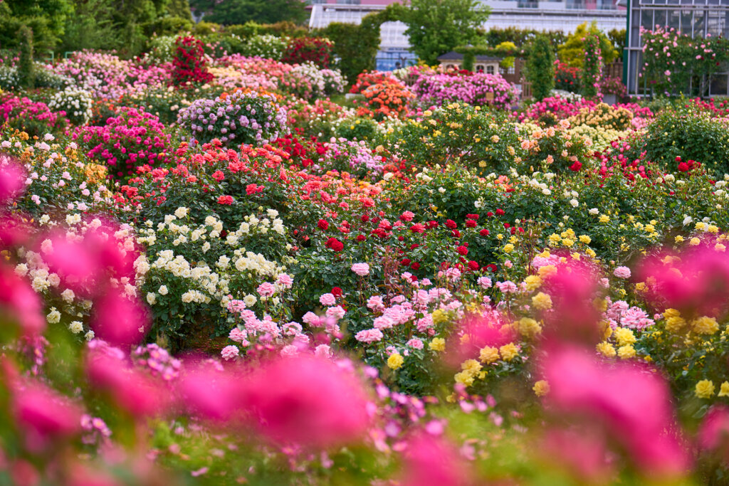 京成バラ園「ローズフル バケーション」バラ満開の会場風景　