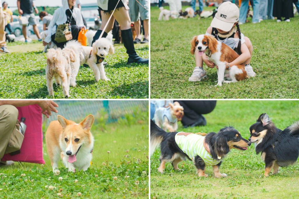 芝生のうえで放し飼いとなっている犬