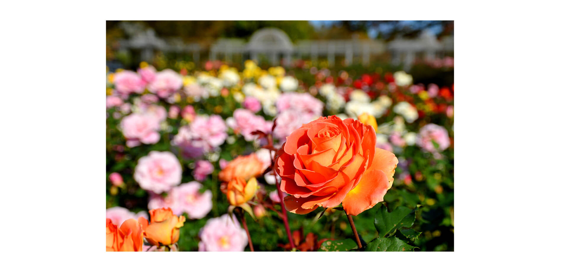 小田原フラワーガーデン 「秋のローズフェスタ」会場風景