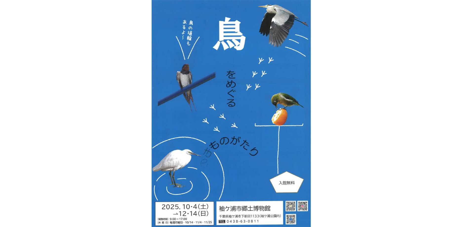 袖ケ浦市郷土博物館 鳥をめぐる物語 チラシ