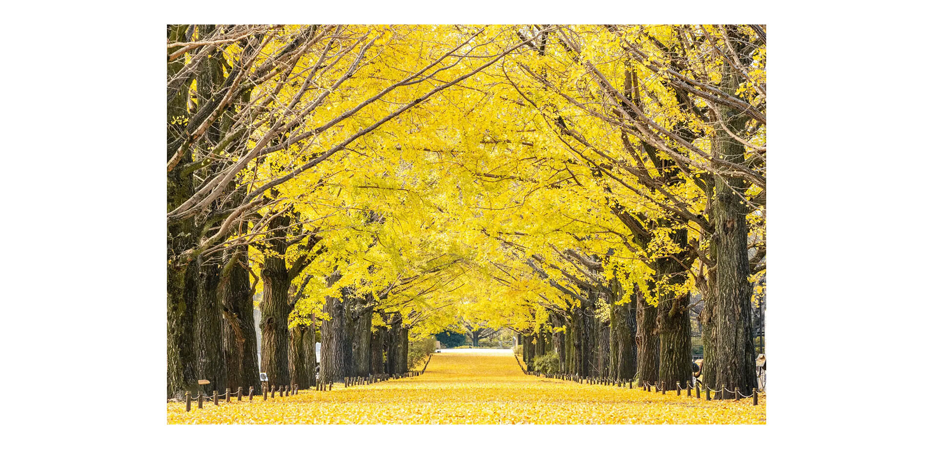 昭和記念公園　イチョウ並木