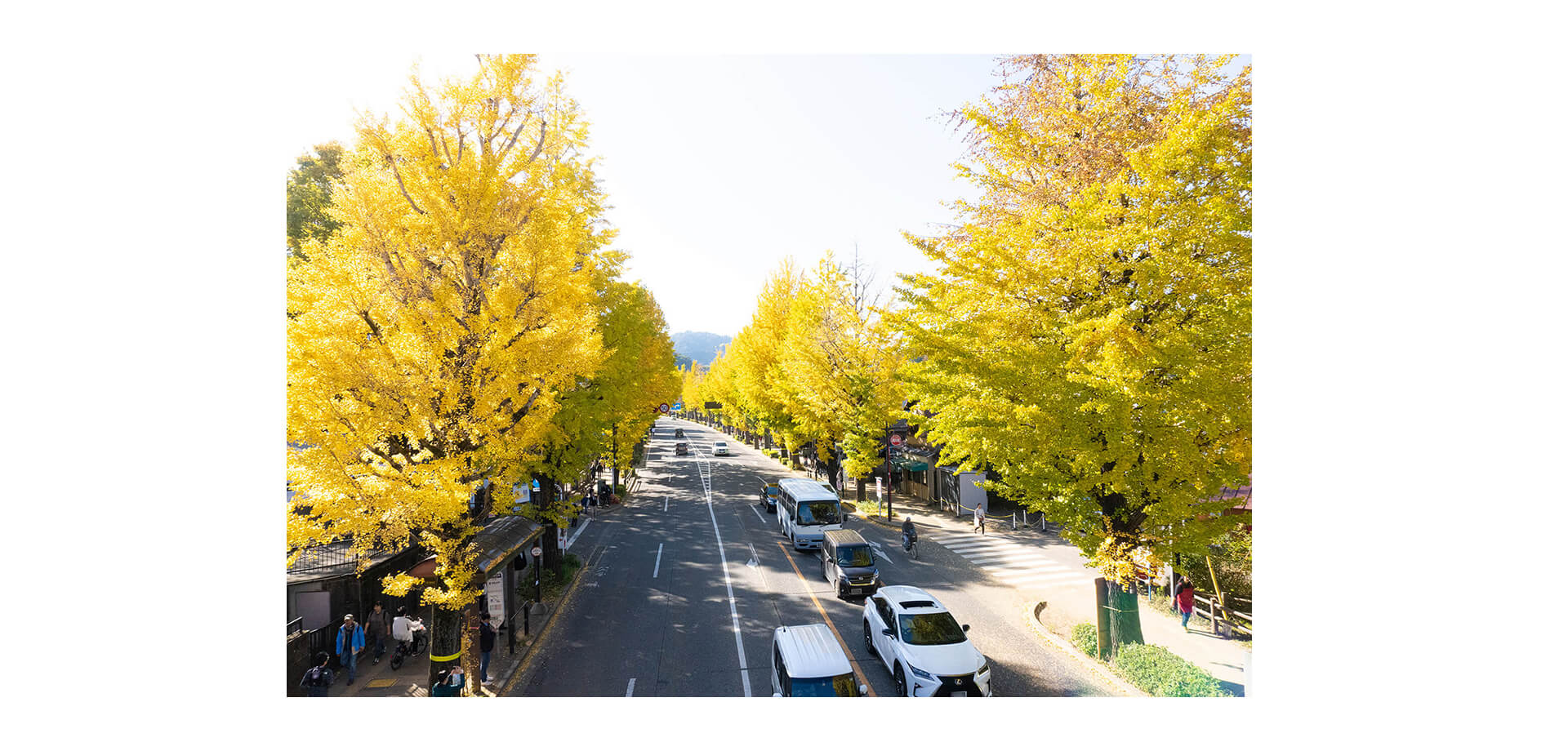 八王子いちょう祭り イチョウ並木