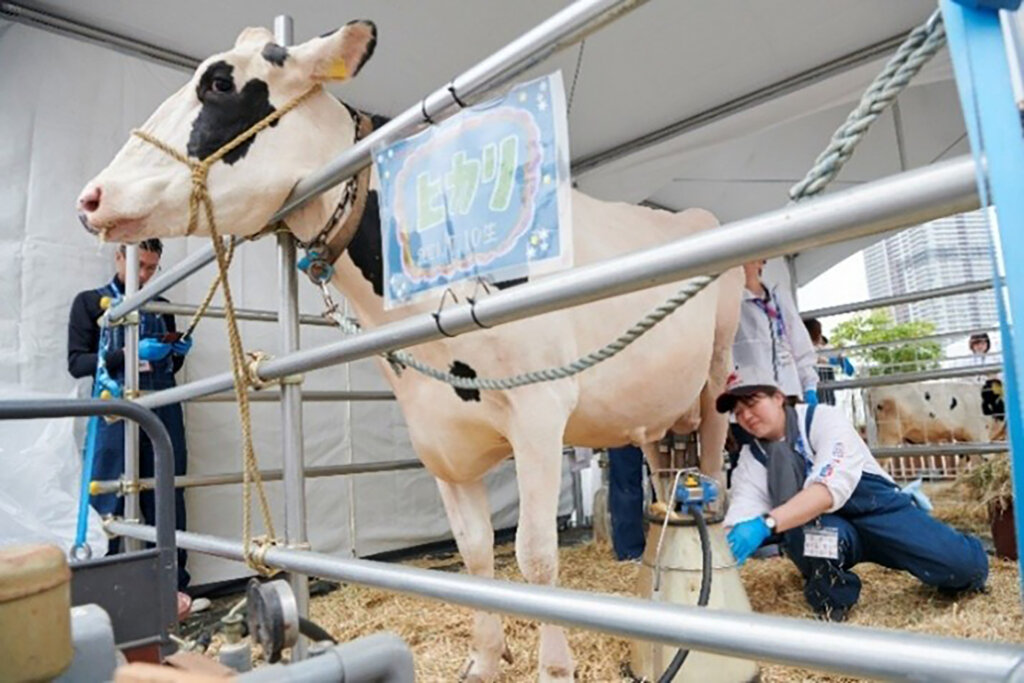 ミルクフェスin豊洲　牛　会場風景