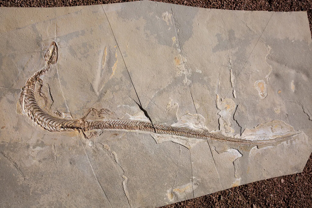 爬虫類の化石