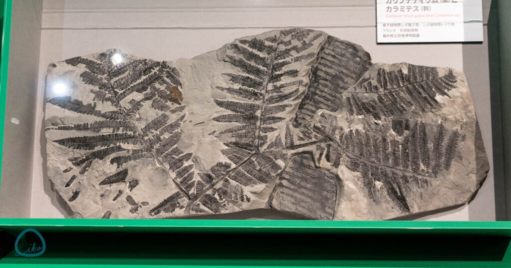 科博　大絶滅展　化石