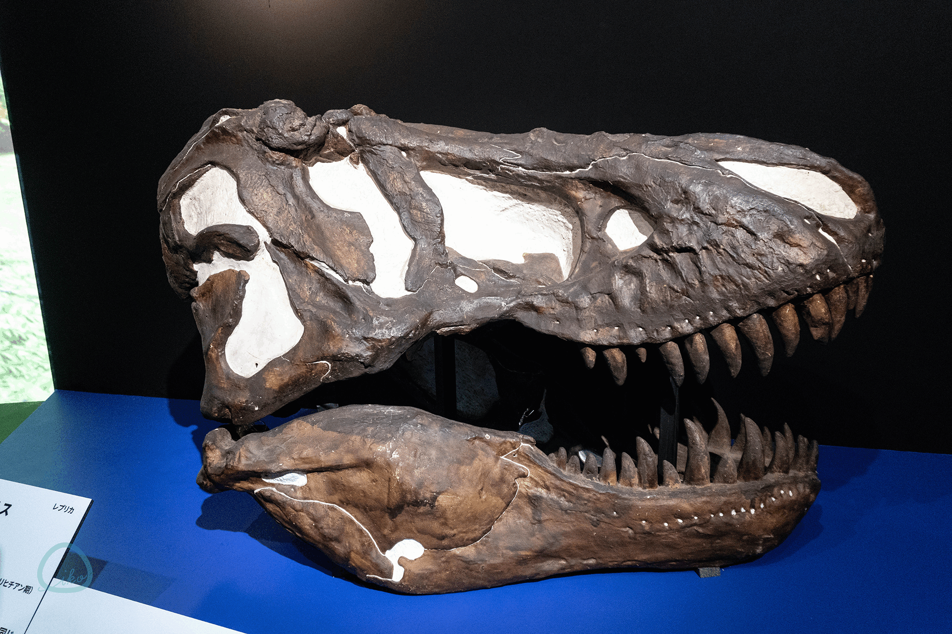 科博　大絶滅展　化石　恐竜