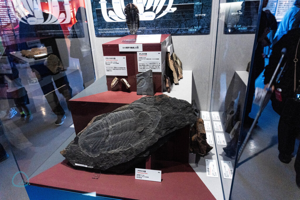 科博　大絶滅展　化石