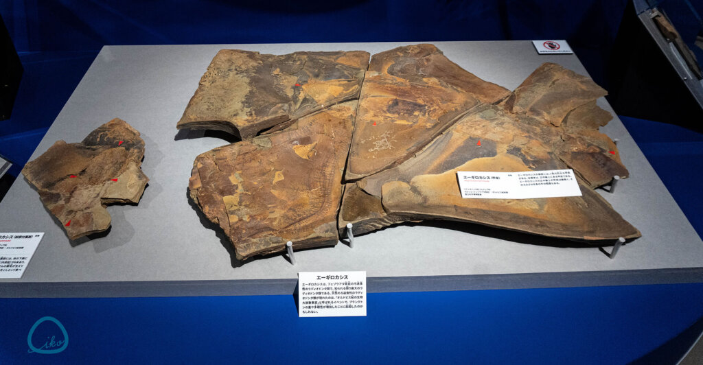 科博　大絶滅展　化石