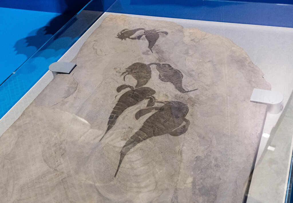 科博　大絶滅展　化石