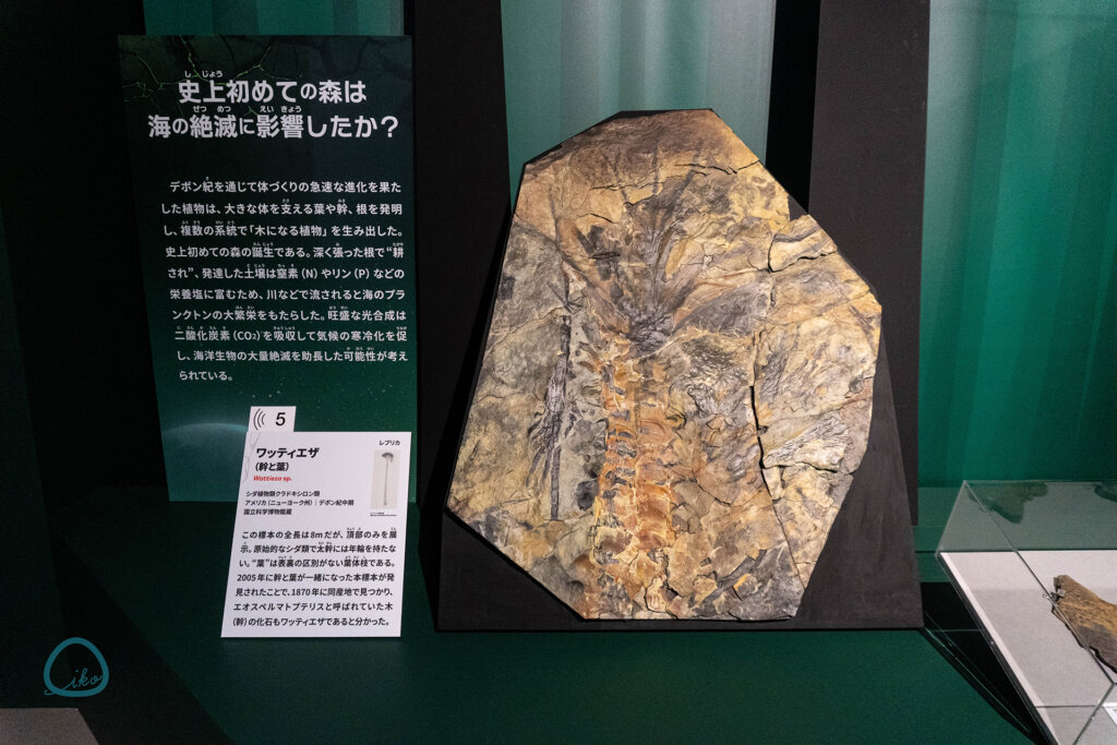 科博　大絶滅展　化石