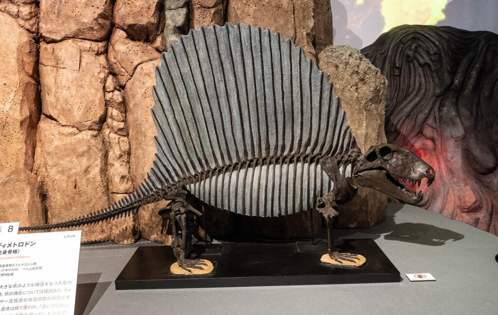 科博　大絶滅展　化石