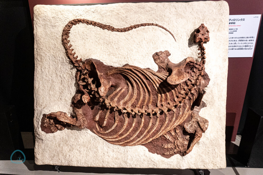 科博　大絶滅展　化石