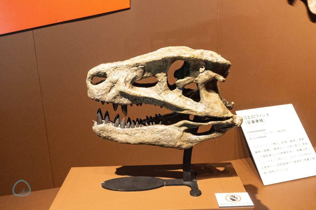 科博　大絶滅展　化石　恐竜