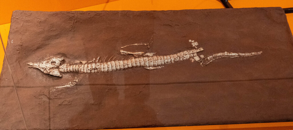 科博　大絶滅展　化石　恐竜