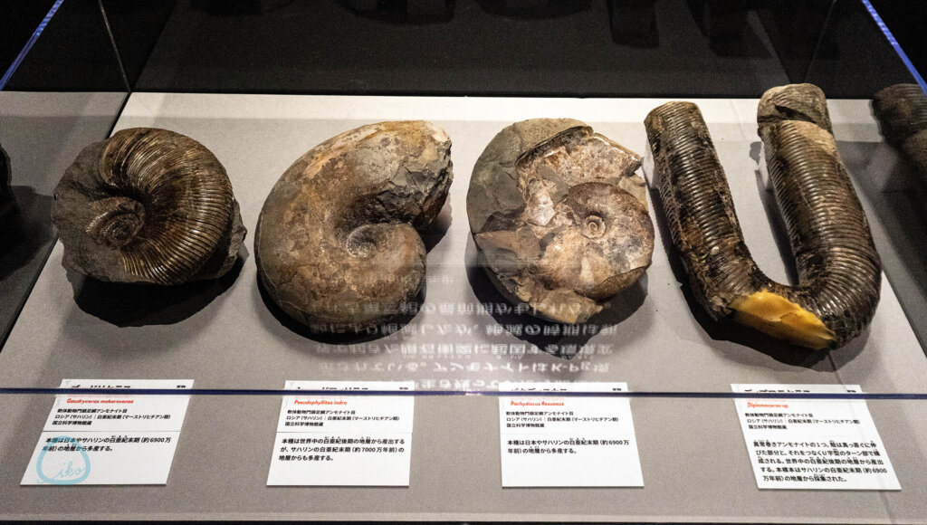 科博　大絶滅展　化石　アンモナイト