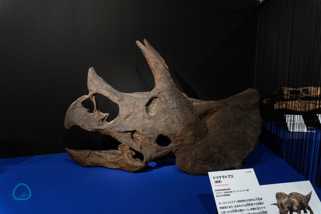 科博　大絶滅展　化石　トリケラトプス