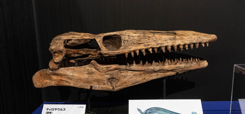 科博　大絶滅展　化石　ティロサウルス