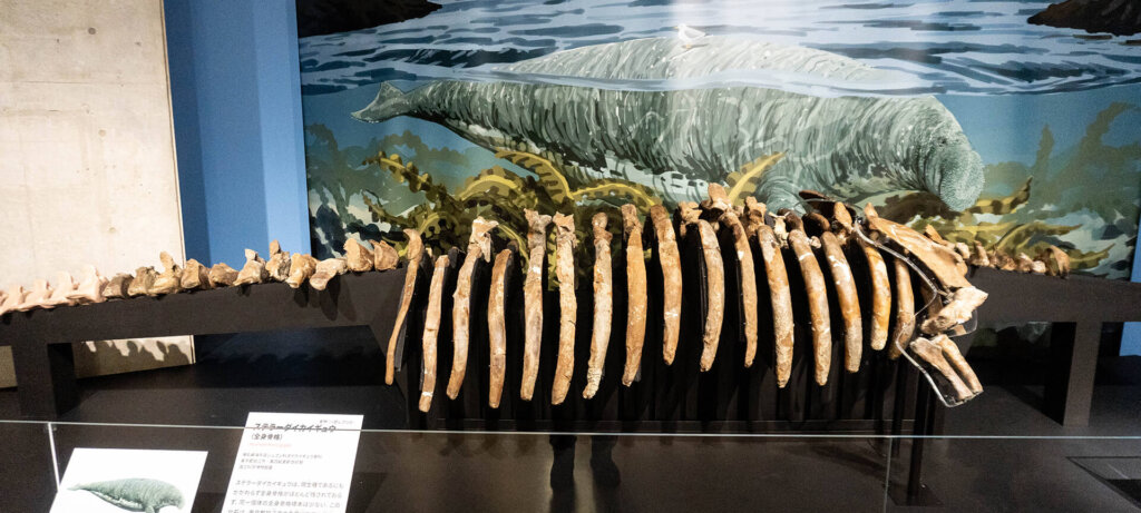科博　大絶滅展　化石　ステラーダイカイギュウ