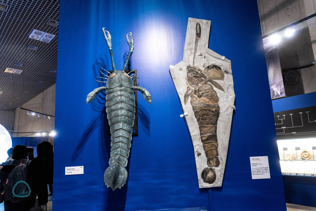 科博　大絶滅展　化石　古代生物