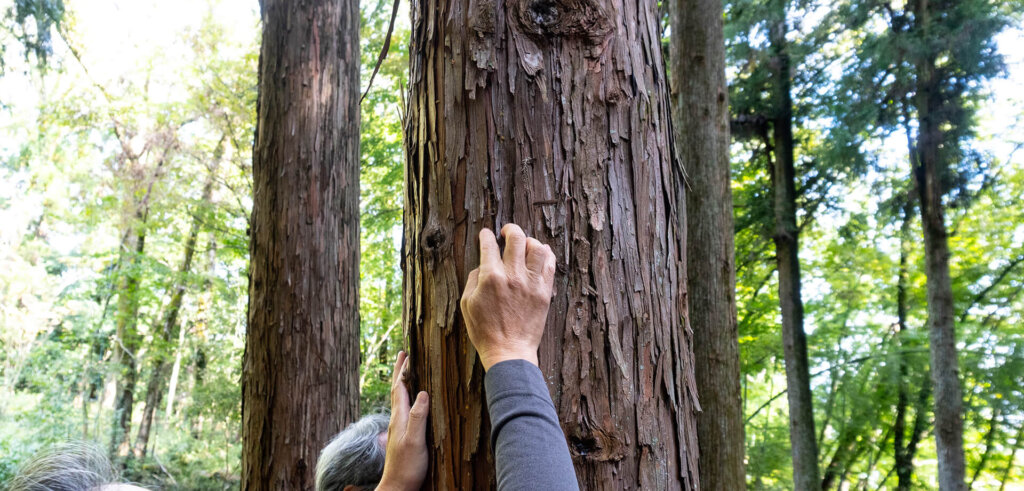 相模原　つちざわの森　木を触る