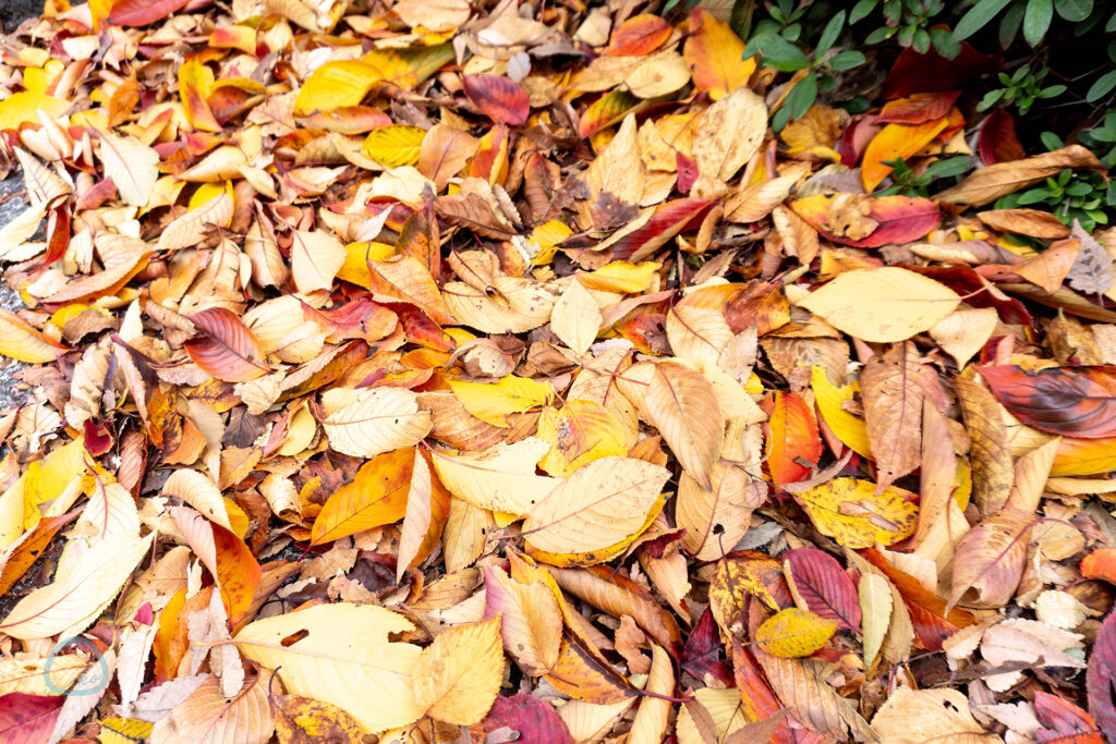 紅葉の落ち葉