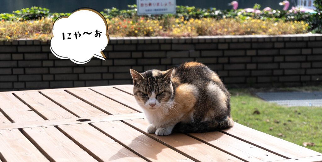 相模湖　野良猫