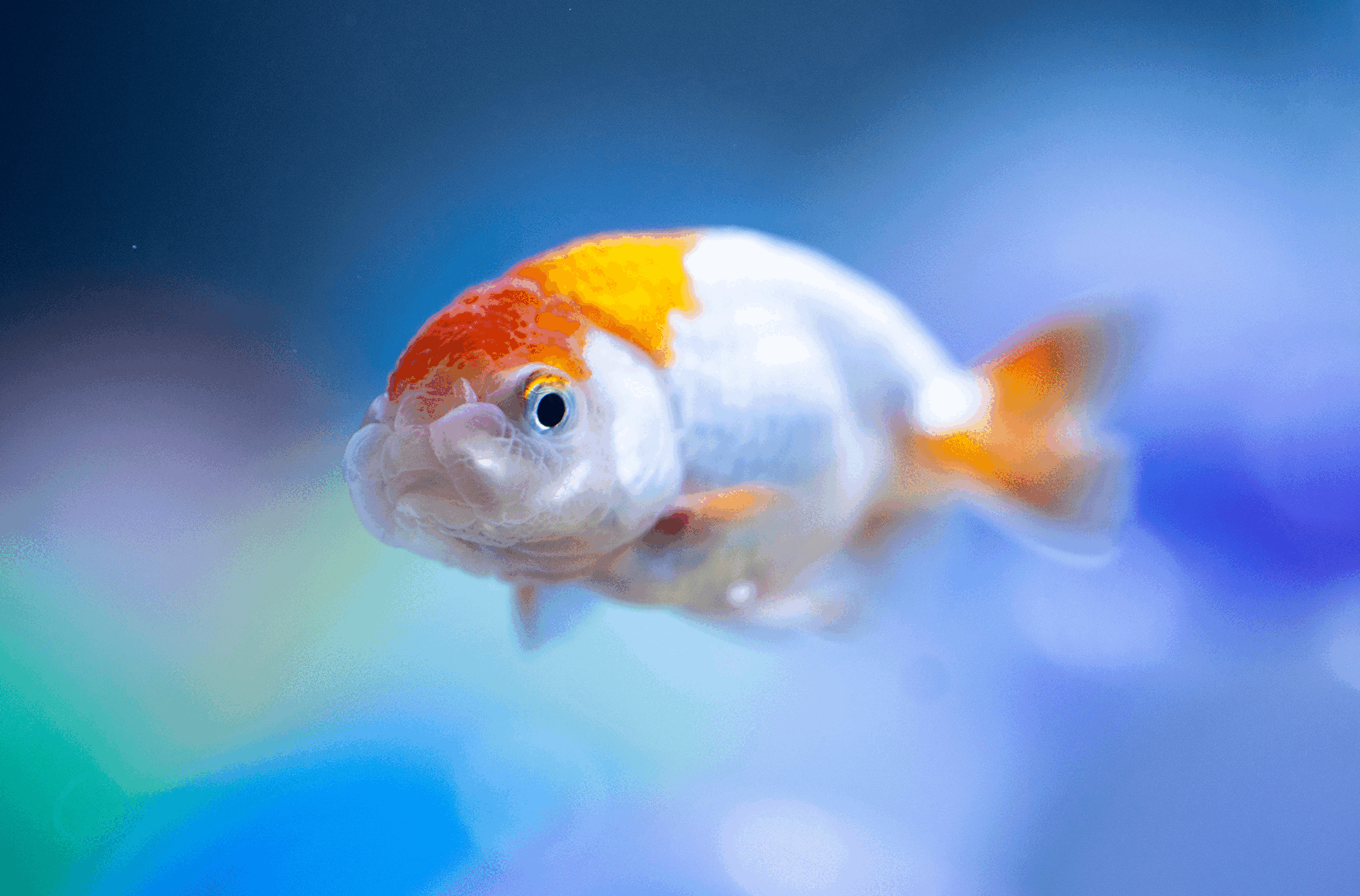 西武園ゆうえんち　ノスタルジック水族館　金魚や熱帯魚