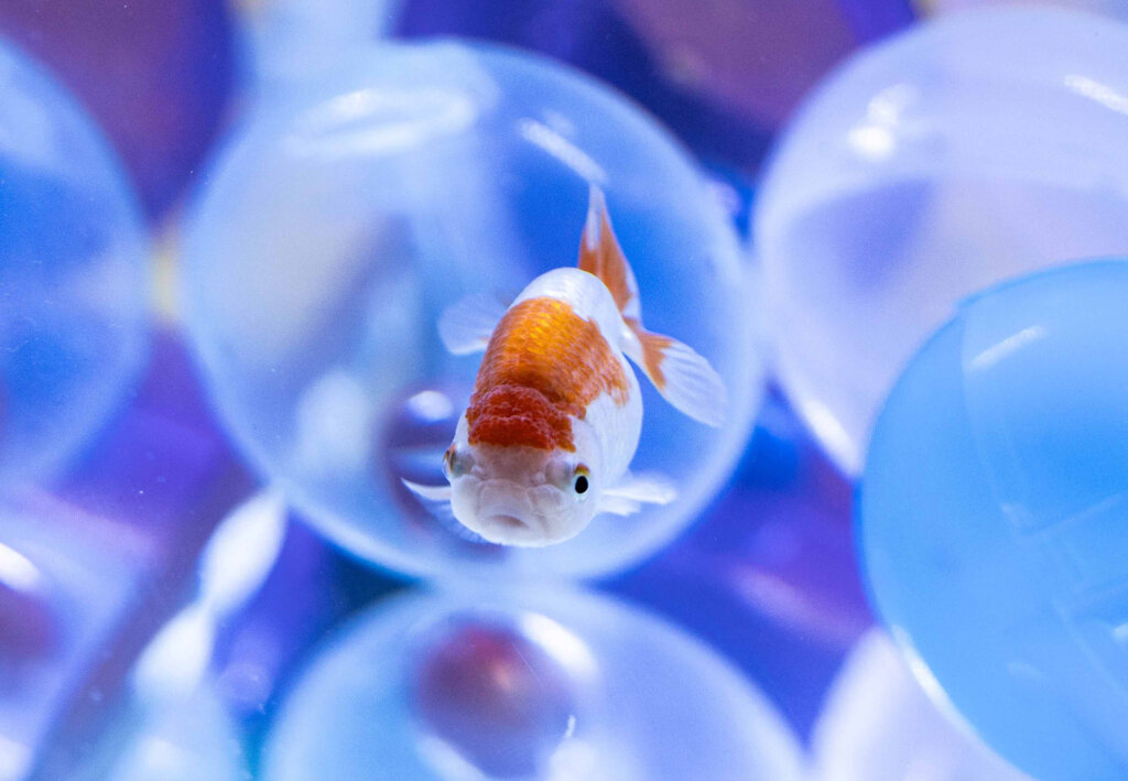 西武園ゆうえんち　ノスタルジック水族館　金魚