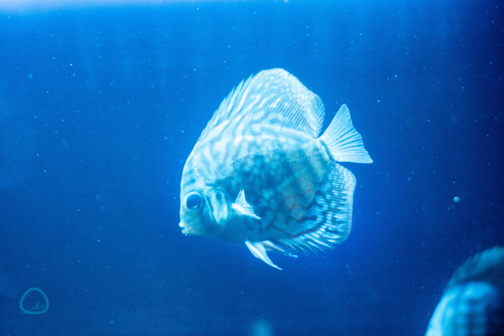 西武園ゆうえんち　ノスタルジック水族館　熱帯魚