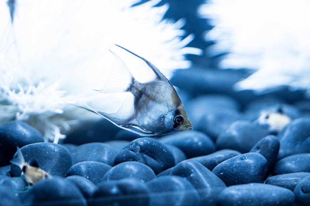 西武園ゆうえんち　ノスタルジック水族館　熱帯魚