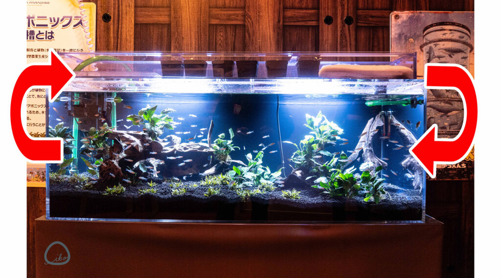 西武園ゆうえんち　ノスタルジック水族館　熱帯魚