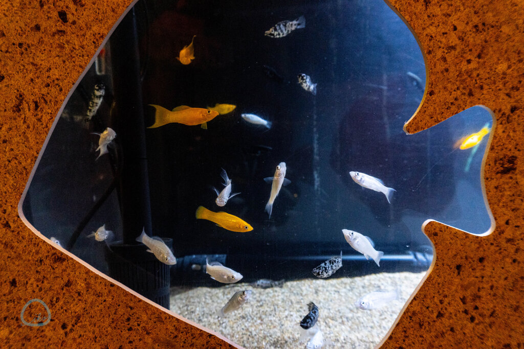 西武園ゆうえんち　ノスタルジック水族館　熱帯魚