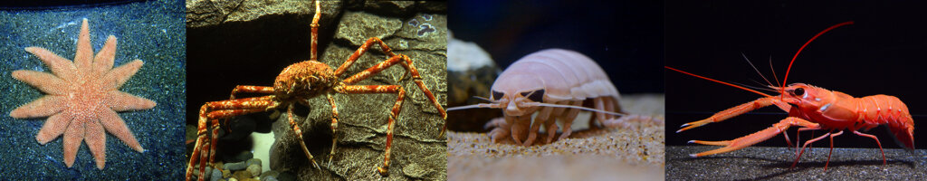 海老 かに ゾウリムシ ヒトデ