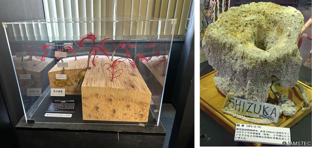 鯨骨標本 ホネクイハナムシ拡大模型