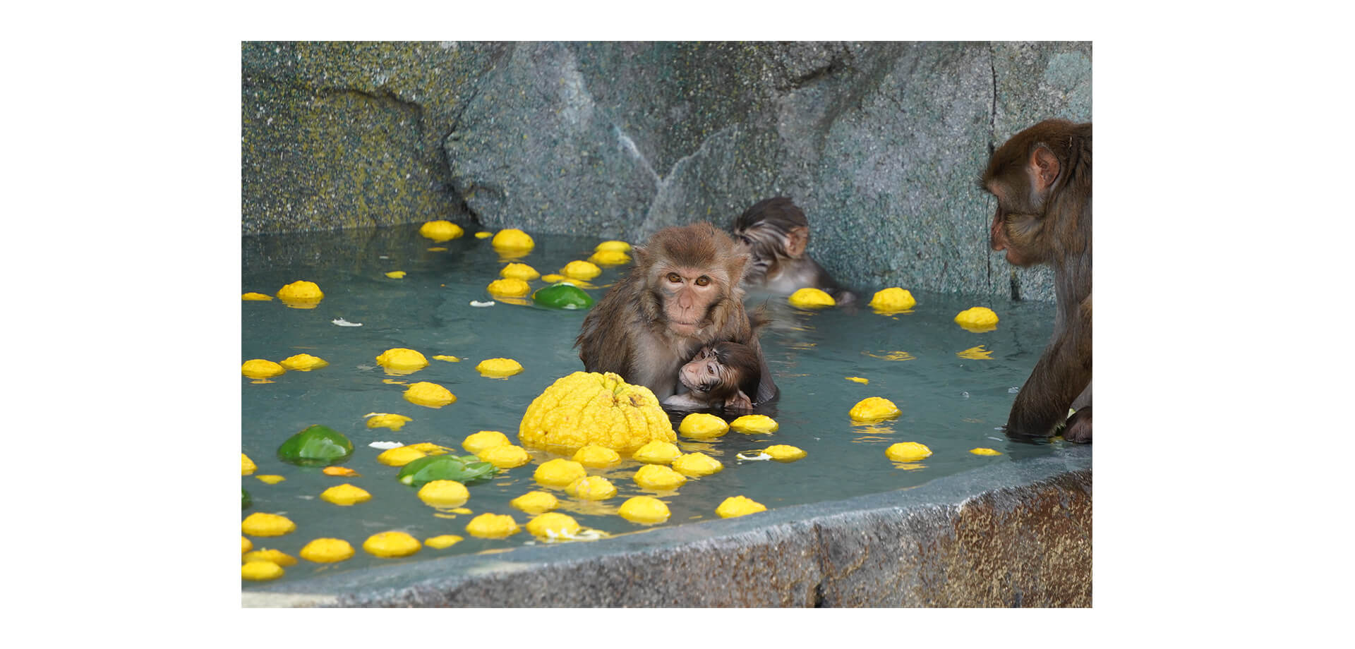 東武動物公園 アカゲザル 柚子風呂