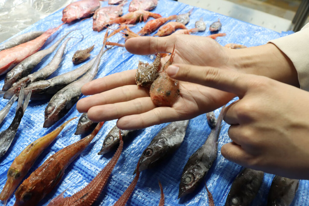 深海生物お触り体験
