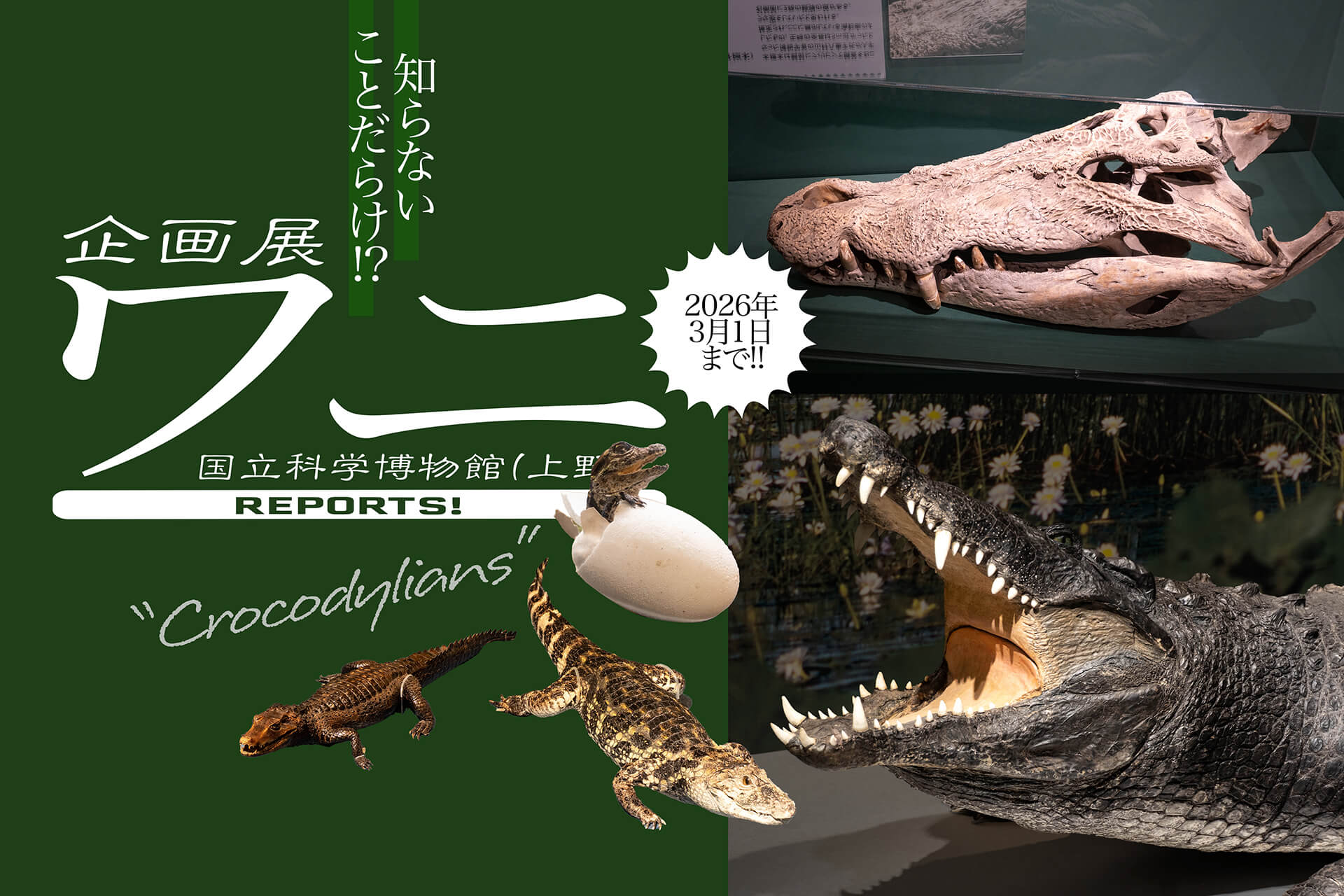 ワニ 企画展 ワニ】 国立科学博物館で“ワニ”! 標本展示多数ありの、気になる
