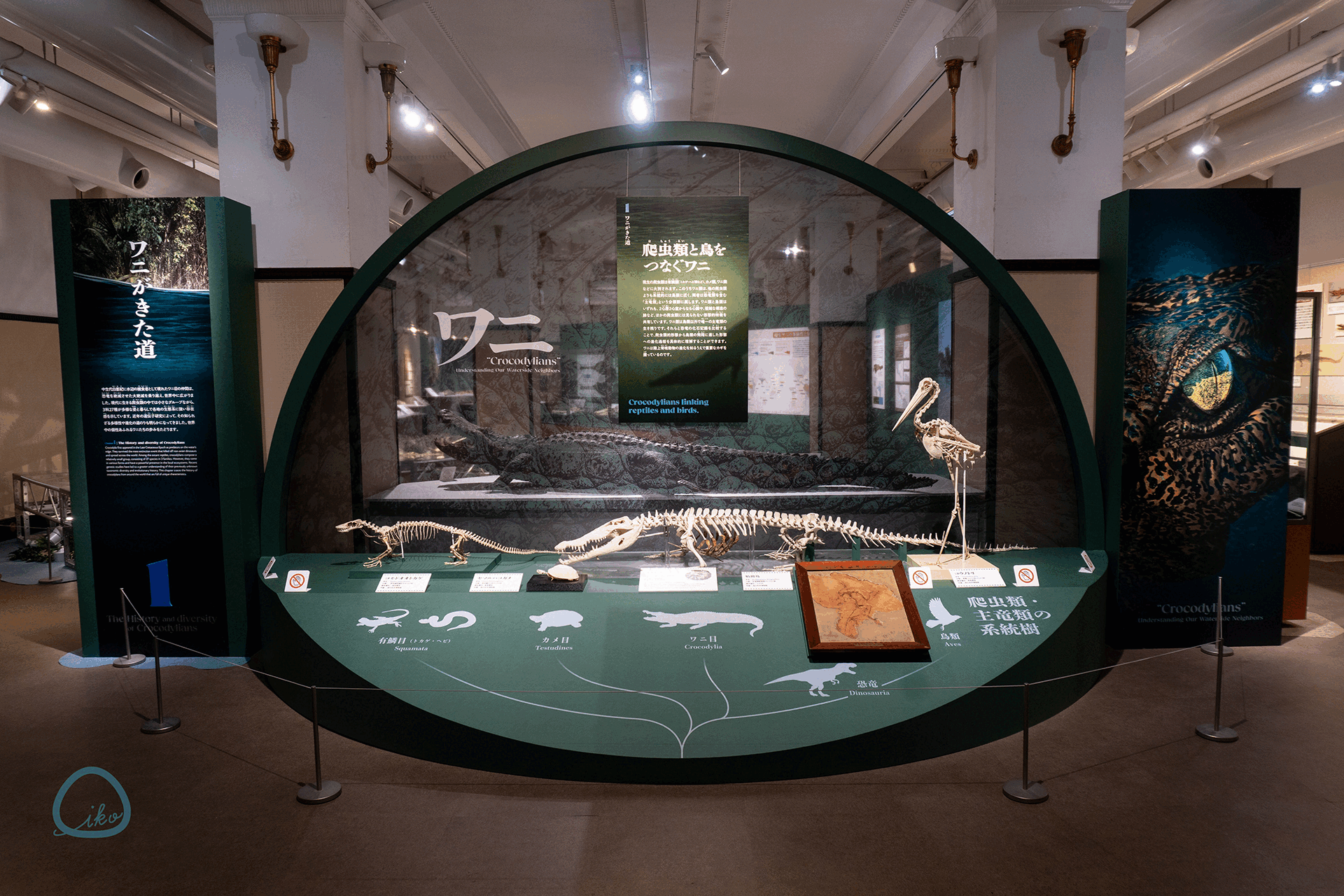 国立科学博物館　企画展　ワニ　会場風景