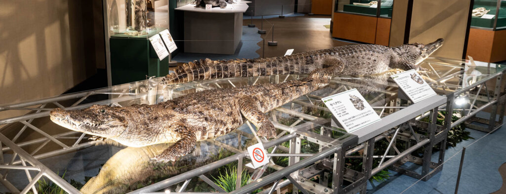 国立科学博物館　企画展　ワニ　標本