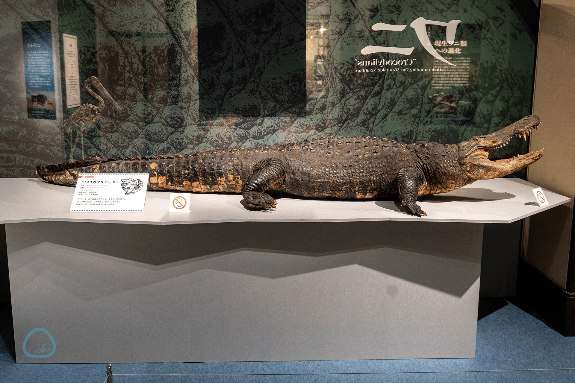 国立科学博物館　企画展　ワニ　標本