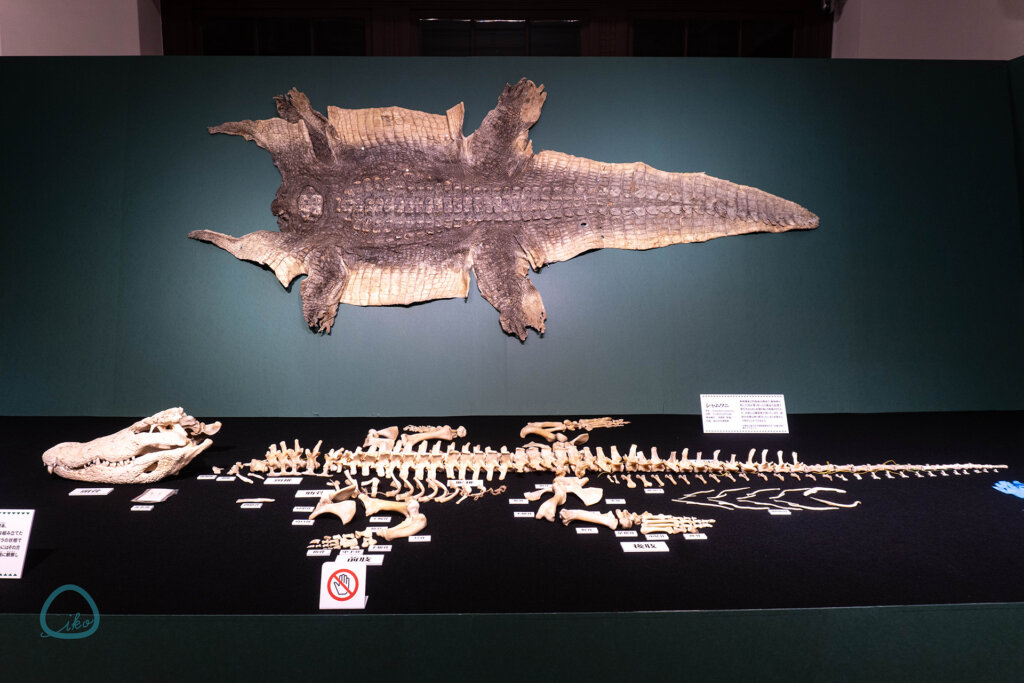 国立科学博物館　企画展　ワニ　標本