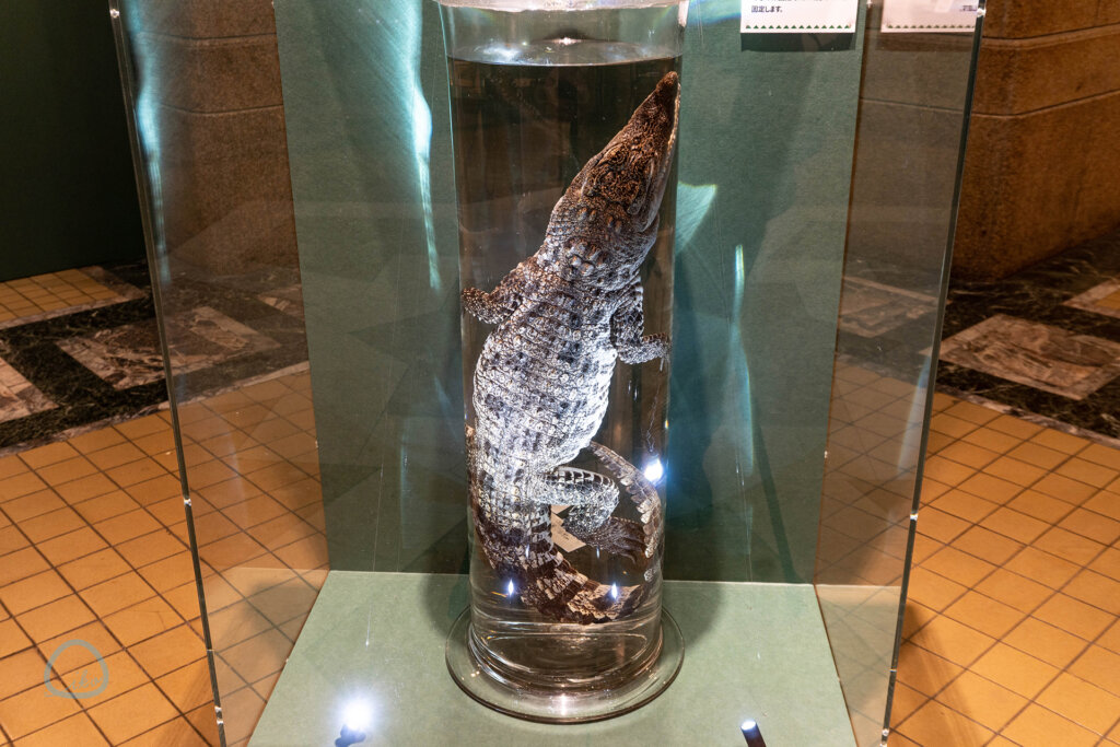国立科学博物館　企画展　ワニ　標本