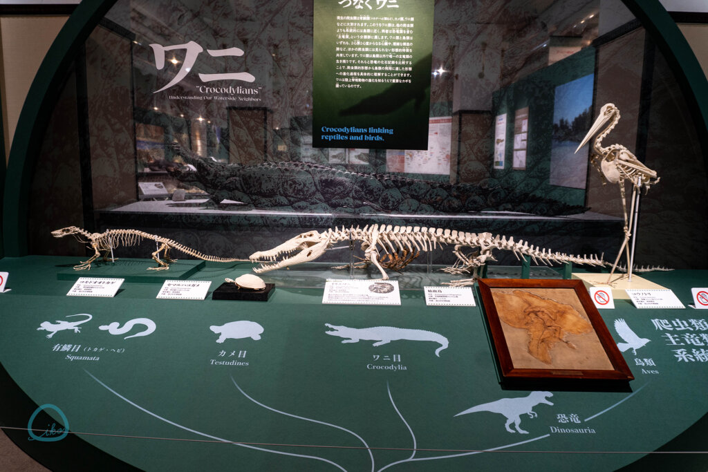 国立科学博物館　企画展　ワニ　標本