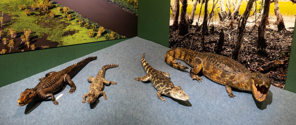 国立科学博物館　企画展　ワニ　標本