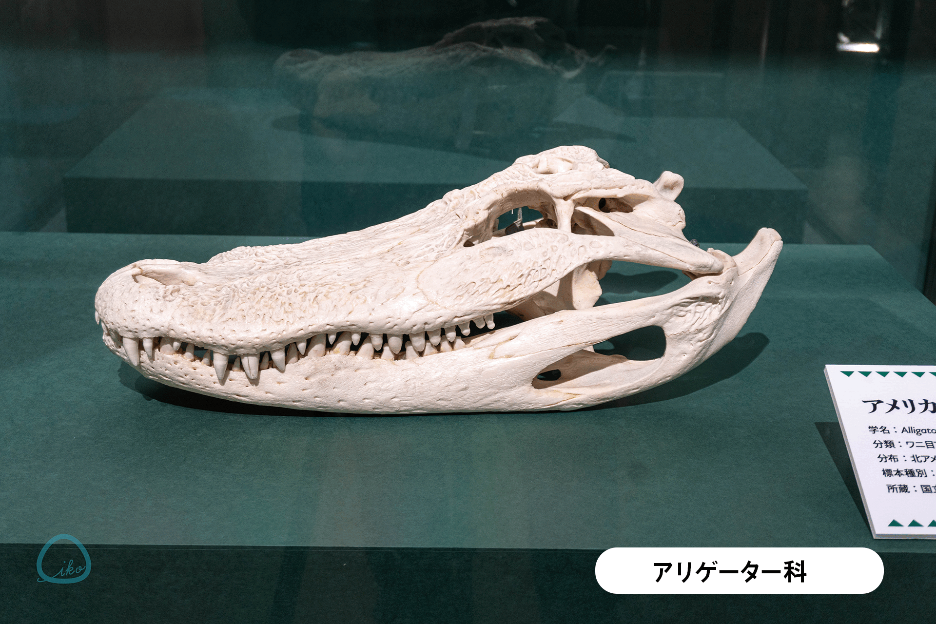 国立科学博物館　企画展　ワニ　頭骨標本
